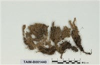 藏品(柔葉泥炭苔)的圖片